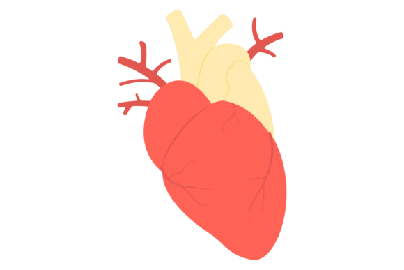 Human Heart Color Icon. Anatomy Medical